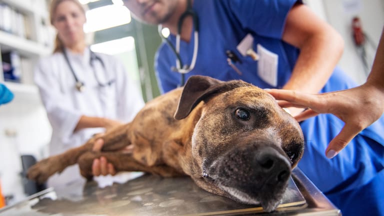 Hund beim Tierarzt: Nur, weil ein Tier final erkrankt ist, heißt das noch nicht, dass es eingeschläfert werden sollte. Der entscheidende Faktor ist die Lebensfreude.