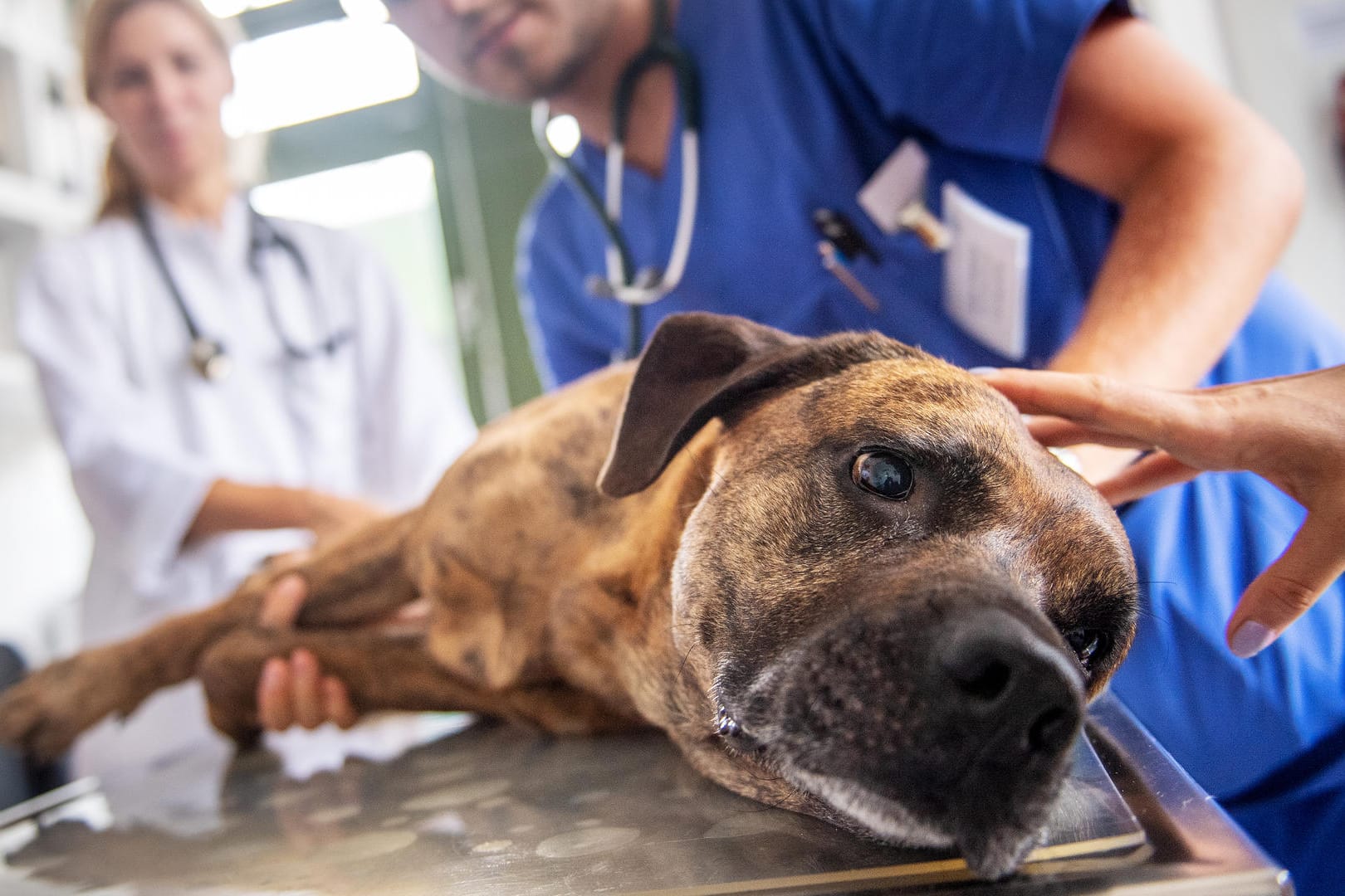 Hund beim Tierarzt: Nur, weil ein Tier final erkrankt ist, heißt das noch nicht, dass es eingeschläfert werden sollte. Der entscheidende Faktor ist die Lebensfreude.