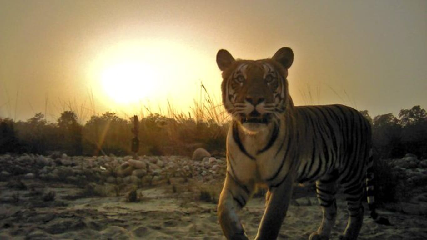 Ein Tiger steht vor einer automatischen Wildtierkamera in Nepal.
