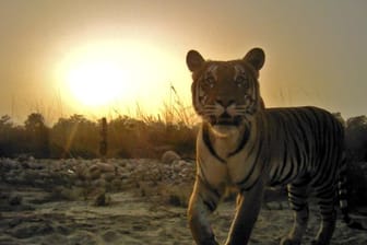 Ein Tiger steht vor einer automatischen Wildtierkamera in Nepal.