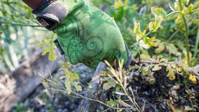 Kleingärtner können sich derzeit noch recht uneingeschränkt in ihren Gärten aufhalten.