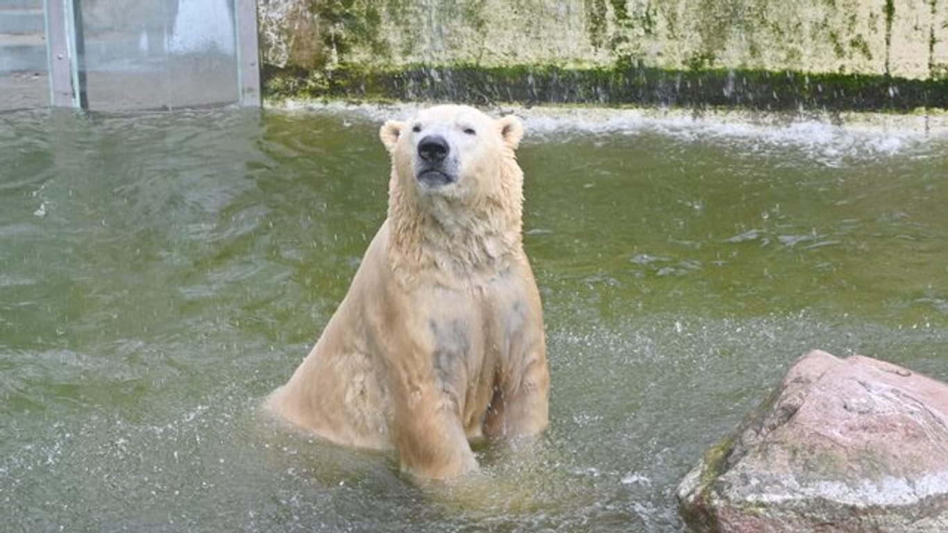 Vitus, einer von Deutschlands größten Eisbären, lebt in Neumünster.