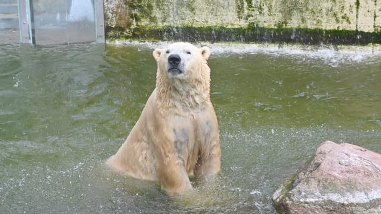 Vitus, einer von Deutschlands größten Eisbären, lebt in Neumünster.