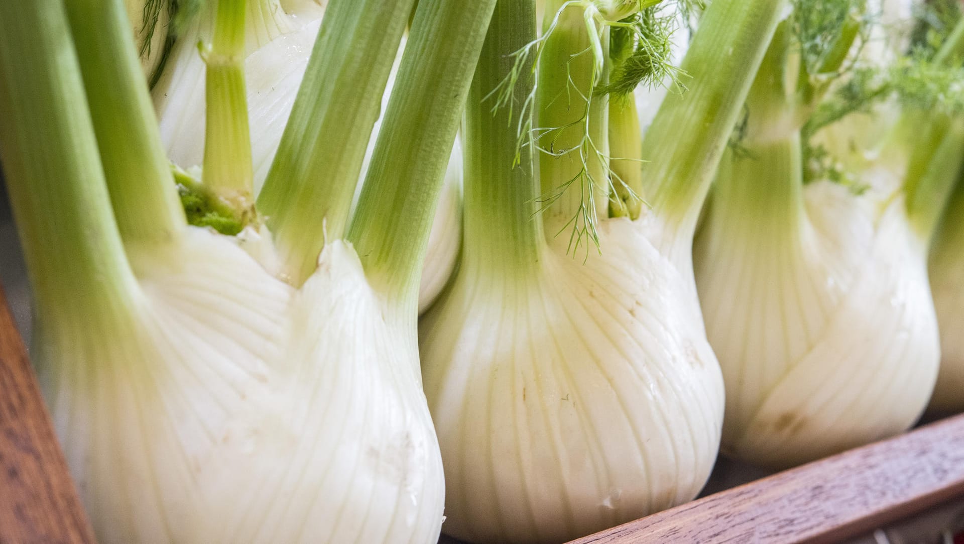 Fenchel: Das Gemüse bietet eine große Palette an unterschiedlichen Aromen und lässt sich so in der Küche vielseitig einsetzen.