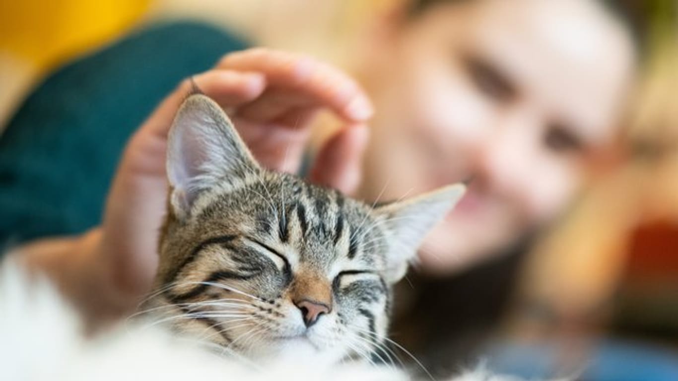 Katzen: Stubentiger können zu negativem Verhalten neigen, wenn ihr Besitzer aus dem Haus ist.