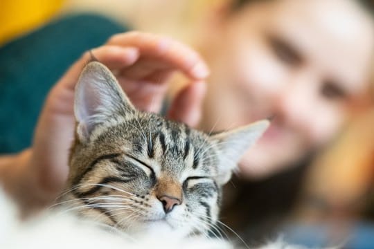 Katzen: Stubentiger können zu negativem Verhalten neigen, wenn ihr Besitzer aus dem Haus ist.