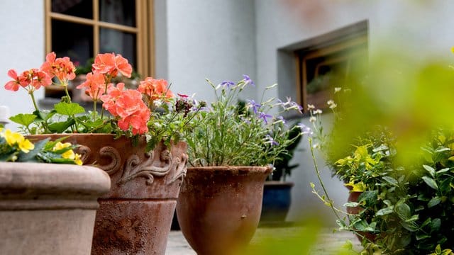 Frostharte Steingut- und Tontöpfe sind zwar schwer, sorgen aber für mediterranes Flair auf Balkon und Terrasse.