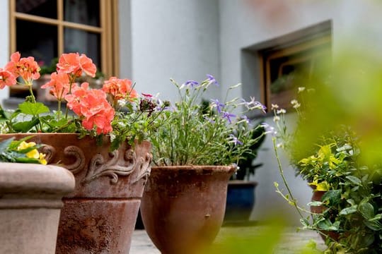 Frostharte Steingut- und Tontöpfe sind zwar schwer, sorgen aber für mediterranes Flair auf Balkon und Terrasse.