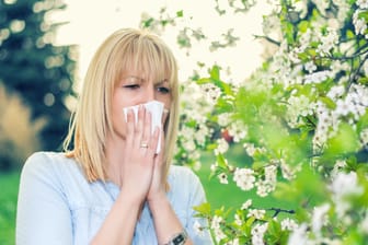 Pollenallergie: Zwischen 15 und 20 Prozent der Deutschen und damit mindestens zwölf Millionen Menschen leiden an Heuschnupfen.