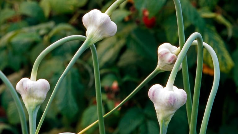 Knoblauch: Im Herbst gepflanzter Knoblauch bildet in der Regel mehr Knollen aus.