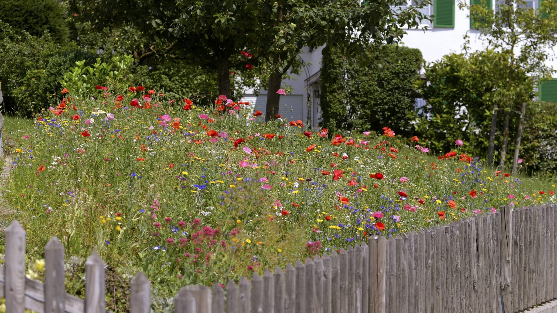 Extensivrasen als Blumenwiese: "Dort entwickelt sich ein Eldorado für Bienen und Schmetterlinge."