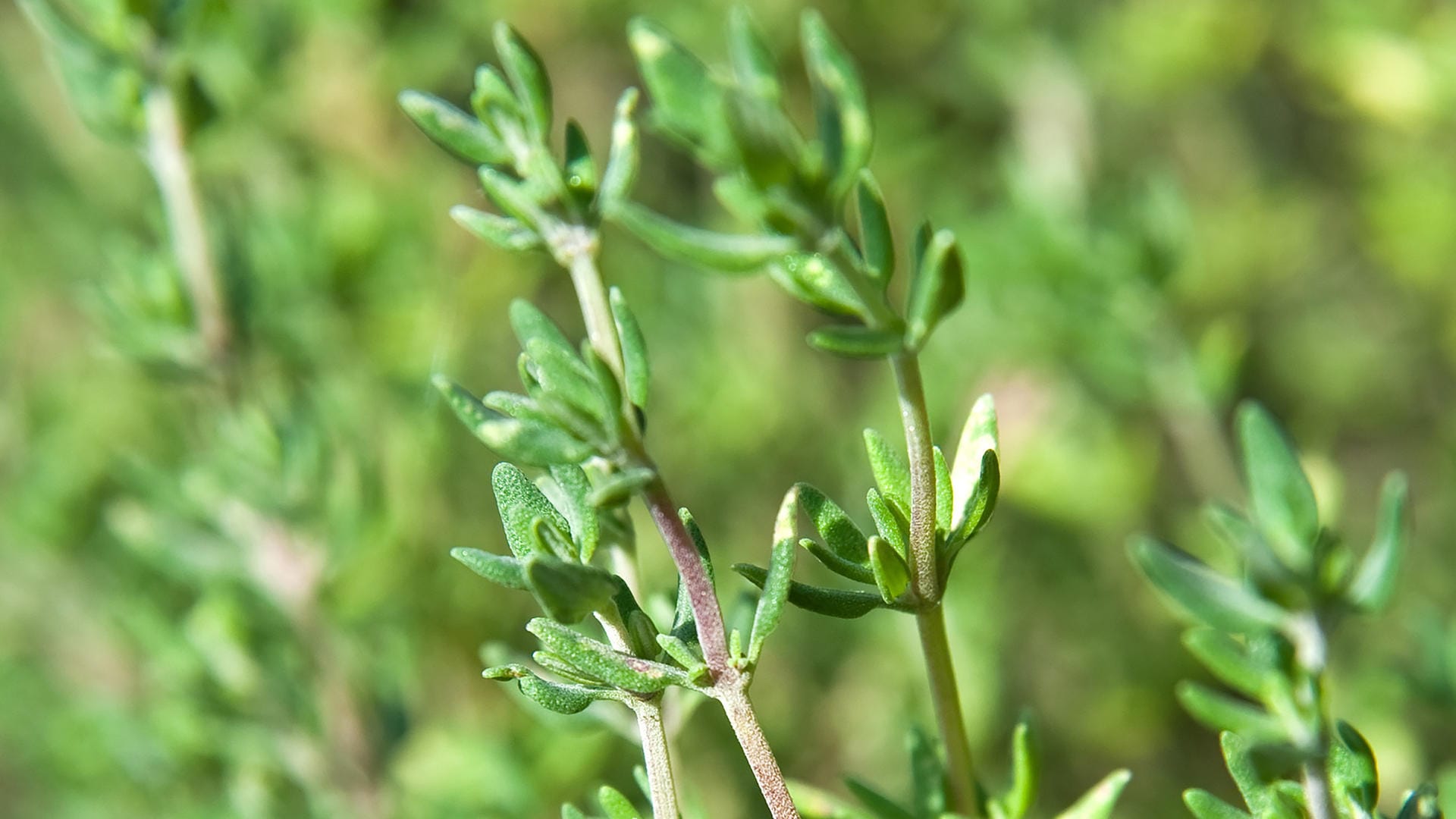 Thymian: Viele Sträucher können einen Rückschnitt im April vertragen.