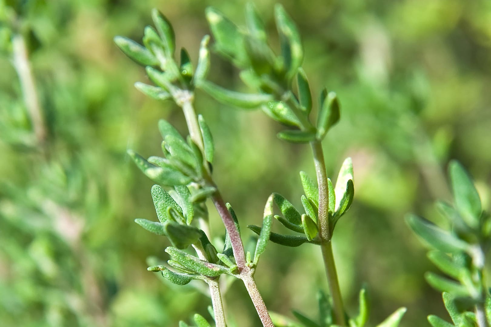 Thymian: Viele Sträucher können einen Rückschnitt im April vertragen.