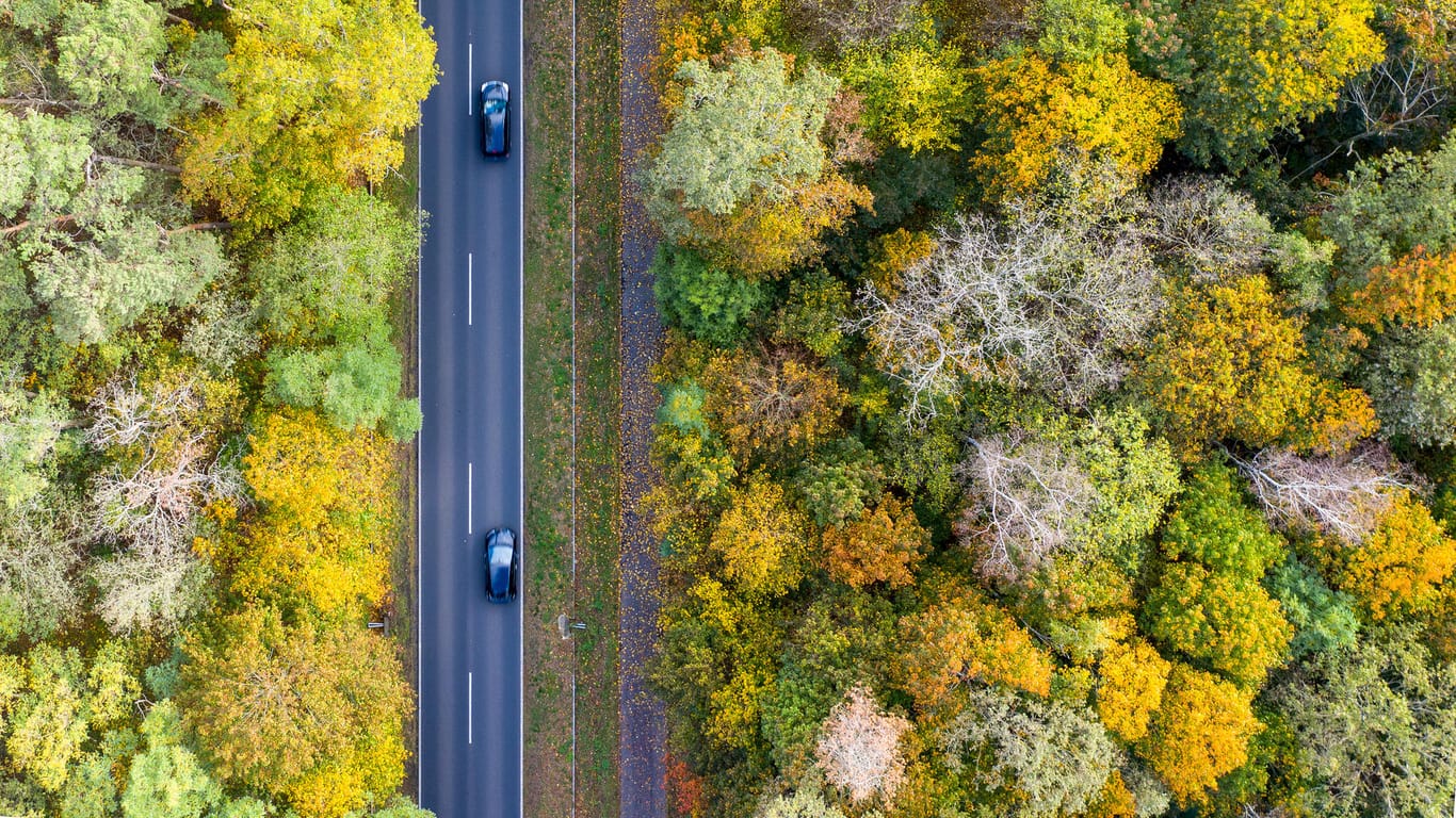 Bäume als Klima-Retter: Zwei Autos fahren über die Landstraße L79 zwischen herbstlich gefärbten Bäumen.