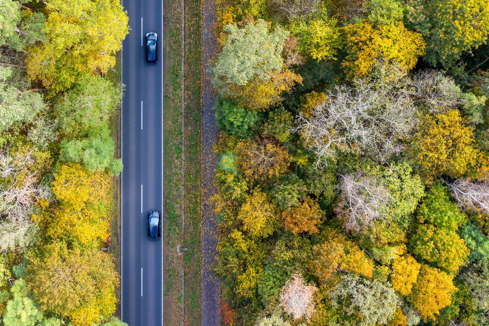 Bäume als Klima-Retter: Zwei Autos fahren über die Landstraße L79 zwischen herbstlich gefärbten Bäumen.