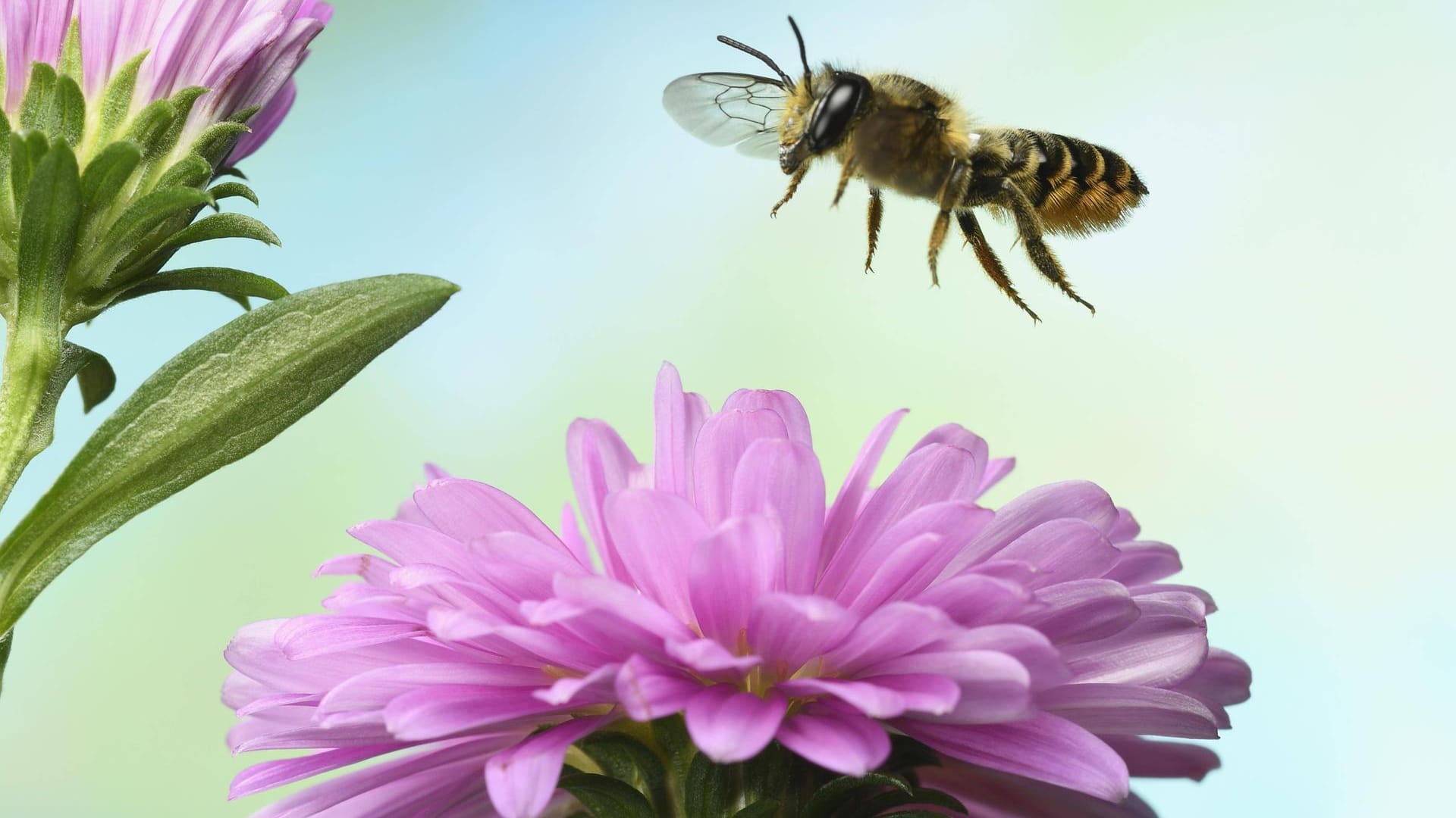 Gemeine Löcherbiene (Heriades truncorum): Sie besiedelt gern von Käfern durchlöcherte Baumruinen oder Weidezaunpfosten.