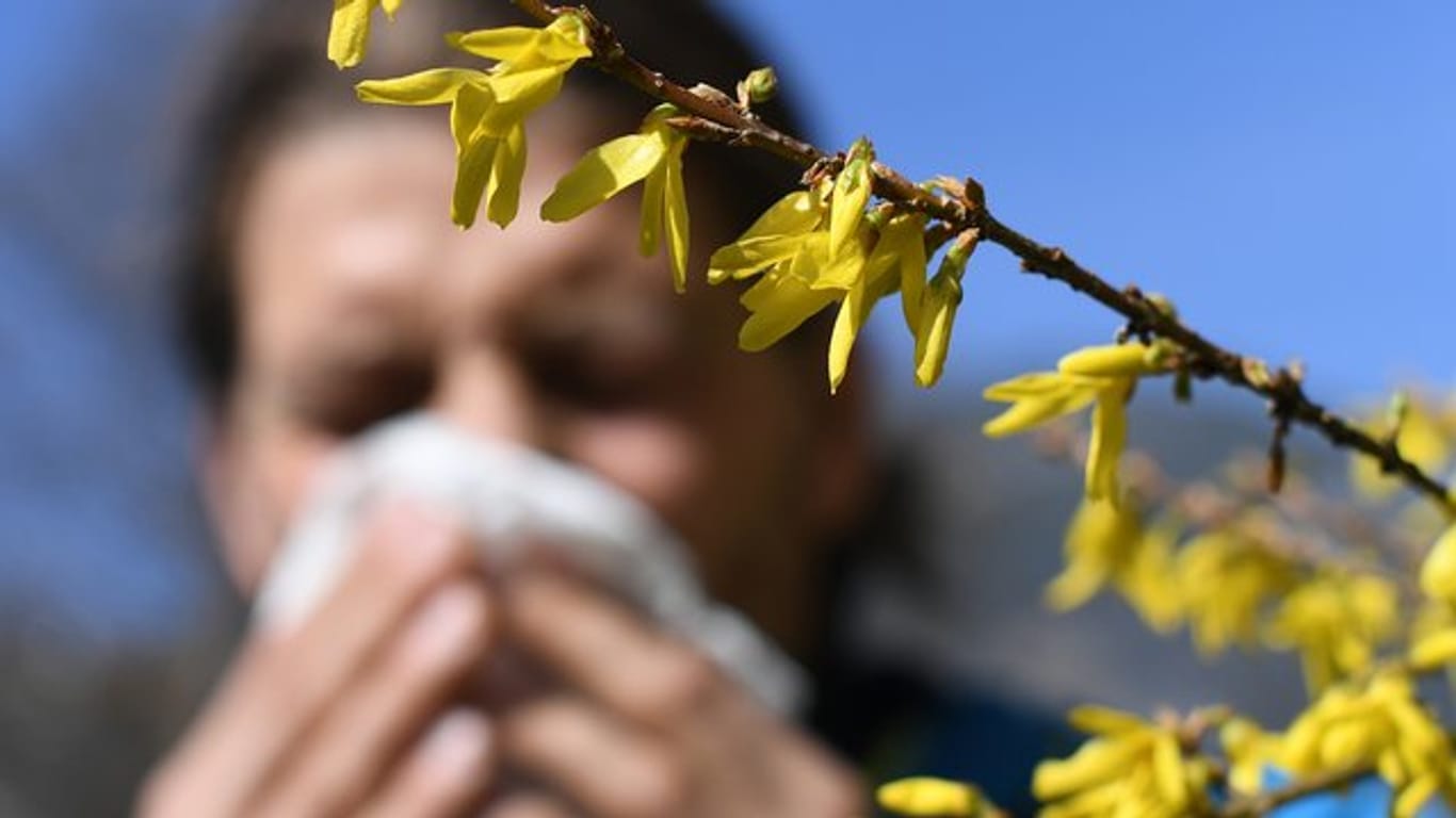 Pollen-Allergiker sind in der Corona-Pandemie nicht mehr gefährdet als andere.