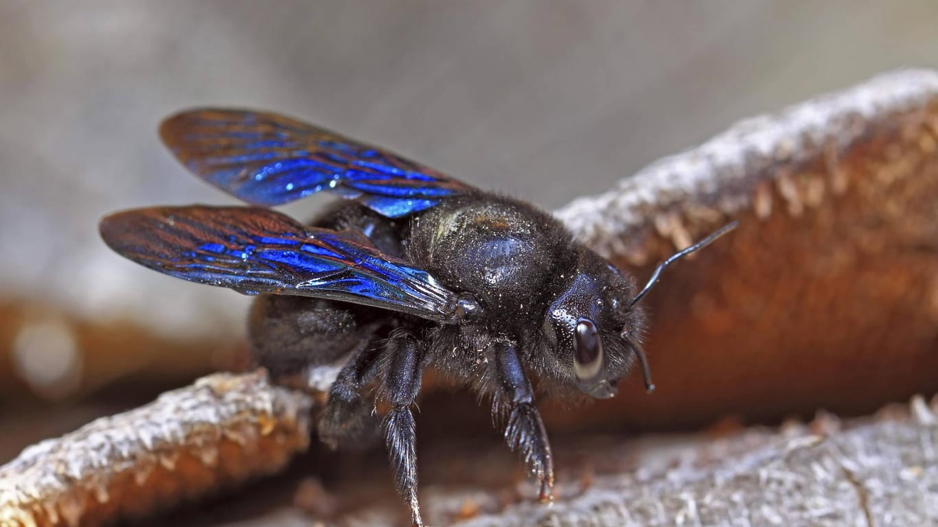 Blaue Holzbiene (Xylocopa violacea): Sie ist die größte heimische Wildbienenart.