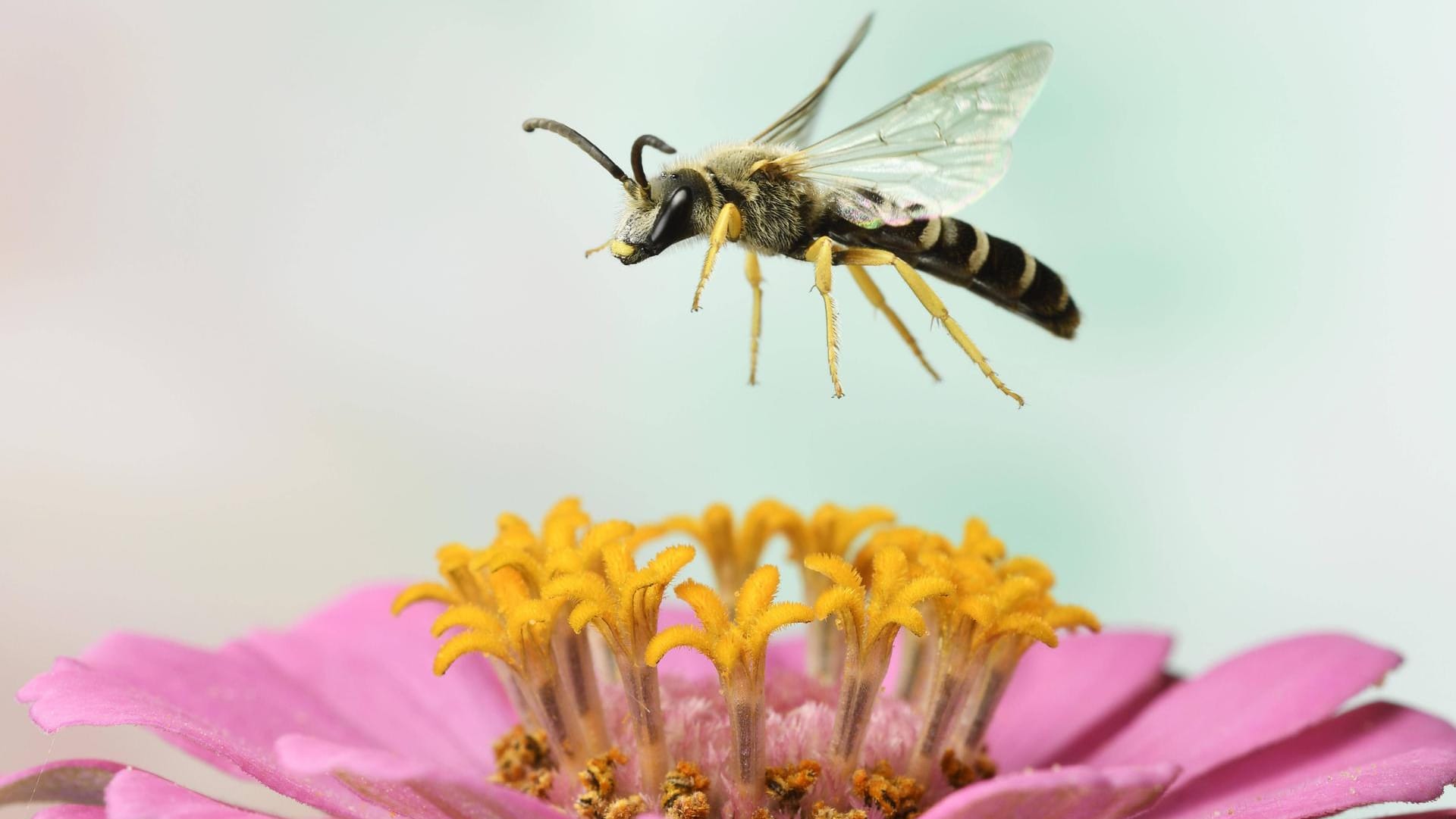 Gelbbindige Furchenbiene (Halictus scabiosae): Sie praktiziert eine etwas sozialere Lebensweise.