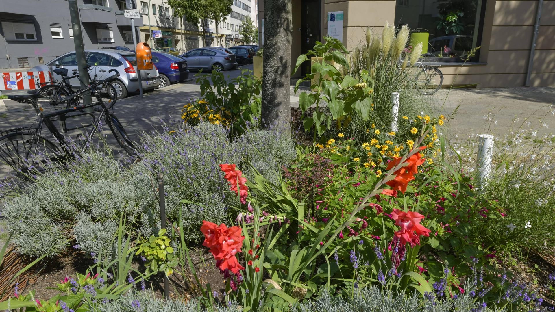 Eine begrünte Baumscheibe in Berlin (Symbolbild): Auch in Berlin leiden die Stadtbäume unter dem trockenen März.