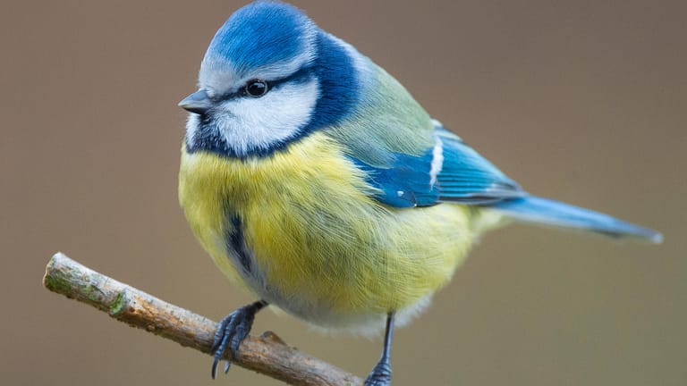 Blaumeise: Eine der häufigsten und beliebtesten Vogelarten ist durch eine bisher unbekannte Krankheit bedroht.