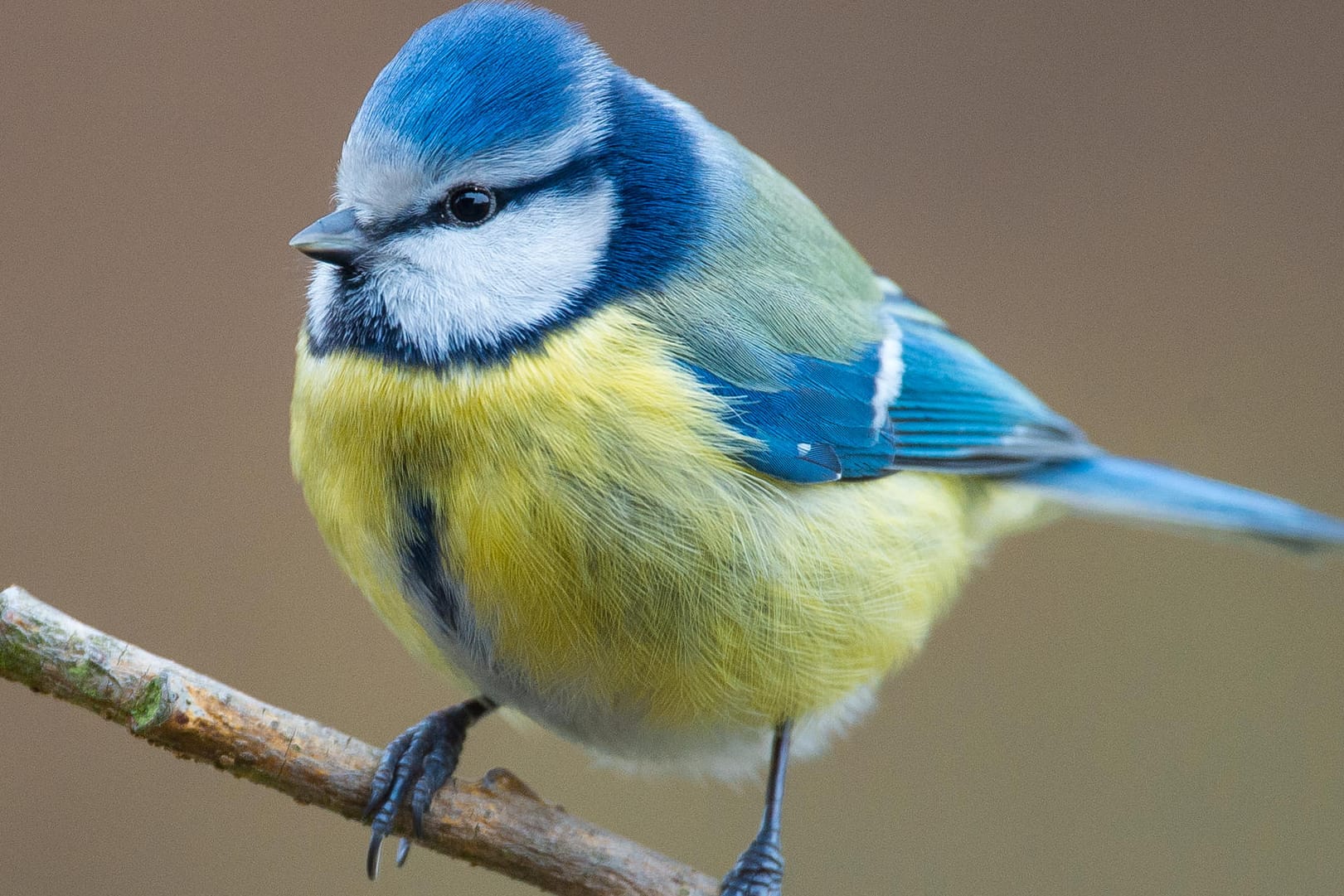 Blaumeise: Eine der häufigsten und beliebtesten Vogelarten ist durch eine bisher unbekannte Krankheit bedroht.