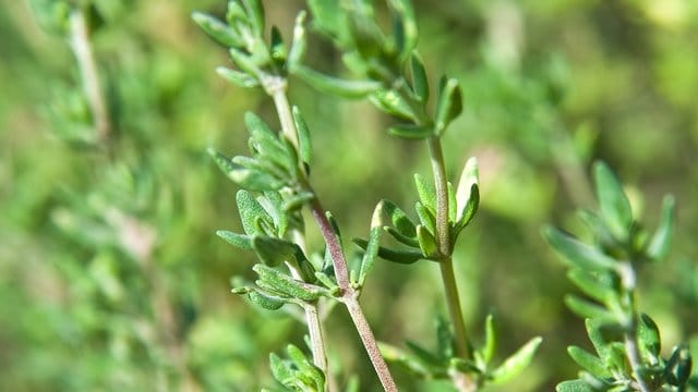 Der Thymian kann einen Rückschnitt im April vertragen.