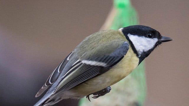 Kohlmeise: Beim Nabu gehen derzeit viele Meldungen über kranke und tote Vögel ein.