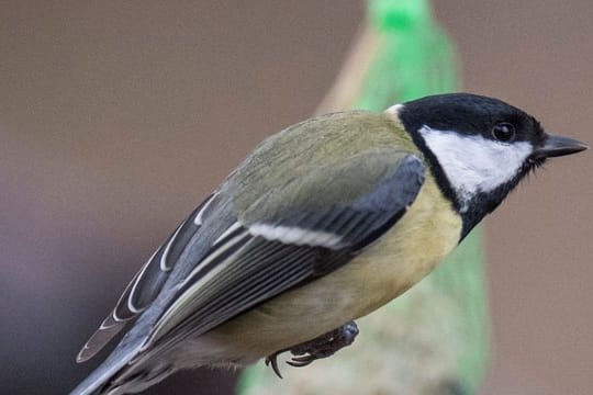 Kohlmeise: Beim Nabu gehen derzeit viele Meldungen über kranke und tote Vögel ein.