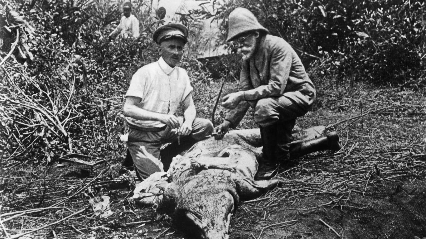 Robert Koch (r.) in Afrika bei der Entnahme einer Blutprobe bei einem Krokodil.