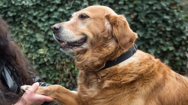 Gib Pfötchen: Assistenzhunde können Menschen mit gesundheitlichen Einschränkungen das Leben erleichtern - jedoch übernimmt die Krankenkasse nicht zwingend die Kosten. Gib Pfötchen: Assistenzhunde können Menschen mit gesundheitlichen Einschränkungen das Leben erleichtern - jedoch übernimmt die Krankenkasse nicht zwingend die Kosten.