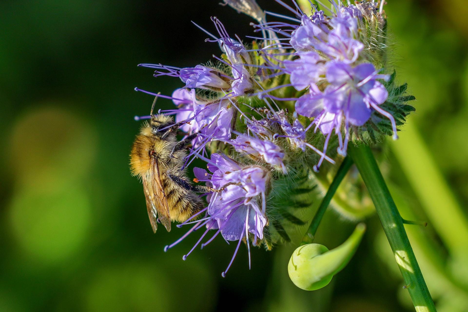 Bienenfreund (Phacelia tanacetifolia): Wildbienen wie die Hummel naschen gern von seinem Nektar.