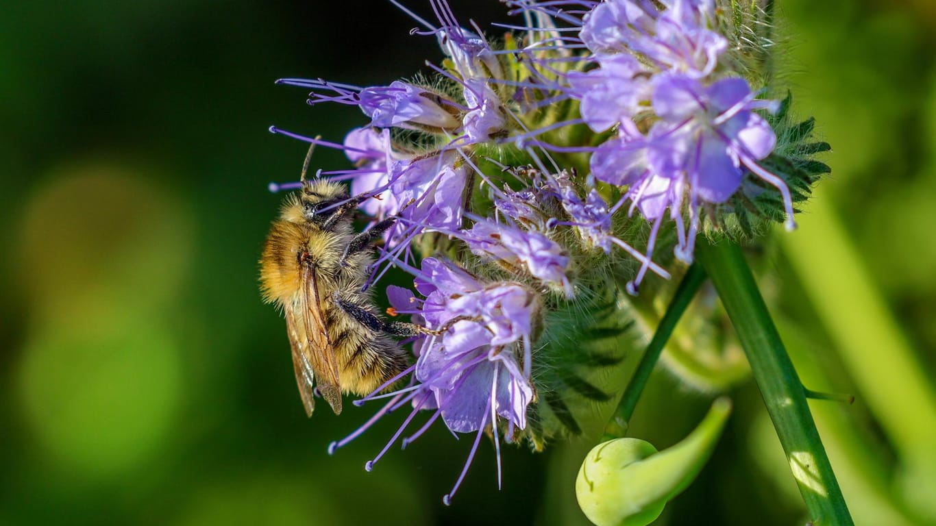 Bienenfreund (Phacelia tanacetifolia): Wildbienen wie die Hummel naschen gern von seinem Nektar.