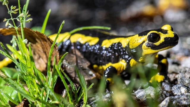 Feuersalamander: Ein tödlicher Hautpilz bedroht die Amphibienart.