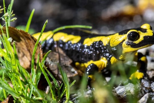 Feuersalamander: Ein tödlicher Hautpilz bedroht die Amphibienart.