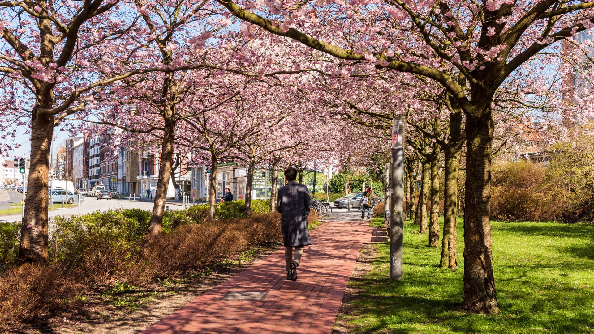 Frühling im Norden Deutschlands: In Kiel blühen die Kirschblüten in voller Pracht. Frühling im Norden Deutschlands: In Kiel blühen die Kirschblüten in voller Pracht.