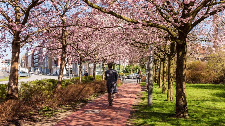 Frühling im Norden Deutschlands: In Kiel blühen die Kirschblüten in voller Pracht.