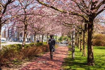 Frühling im Norden Deutschlands: In Kiel blühen die Kirschblüten in voller Pracht.