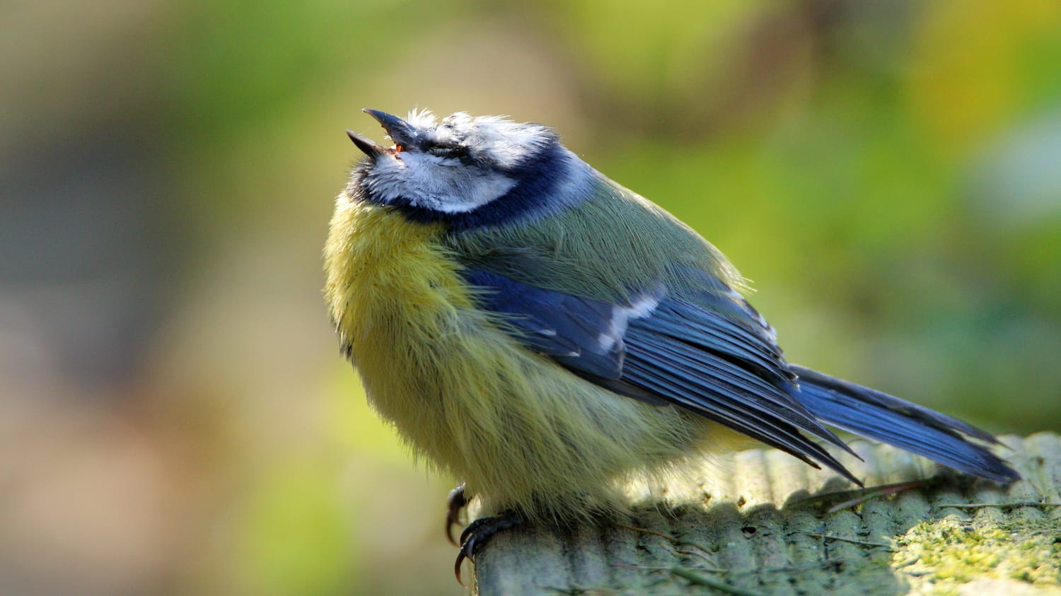 Blaumeise: Erkrankte Tiere fliehen nicht mehr vor Feinden und Menschen.