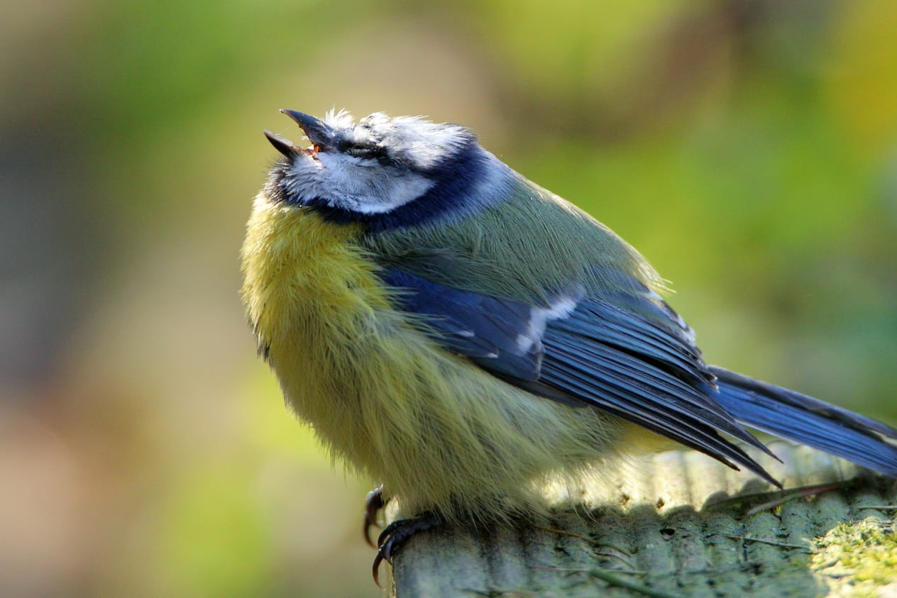 Blaumeise: Erkrankte Tiere fliehen nicht mehr vor Feinden und Menschen.