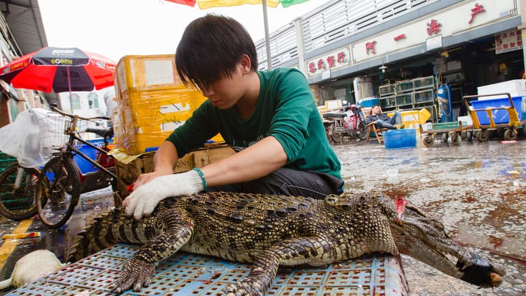 Krokodil als Frischware: Ein Mann bereitet ein Tier auf einem Markt in Guangzhou für den Verkauf vor.