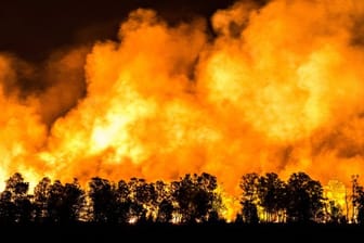 Ein Waldstück im Mariapeel bei Deurne in den Niederlanden steht unter Feuer.