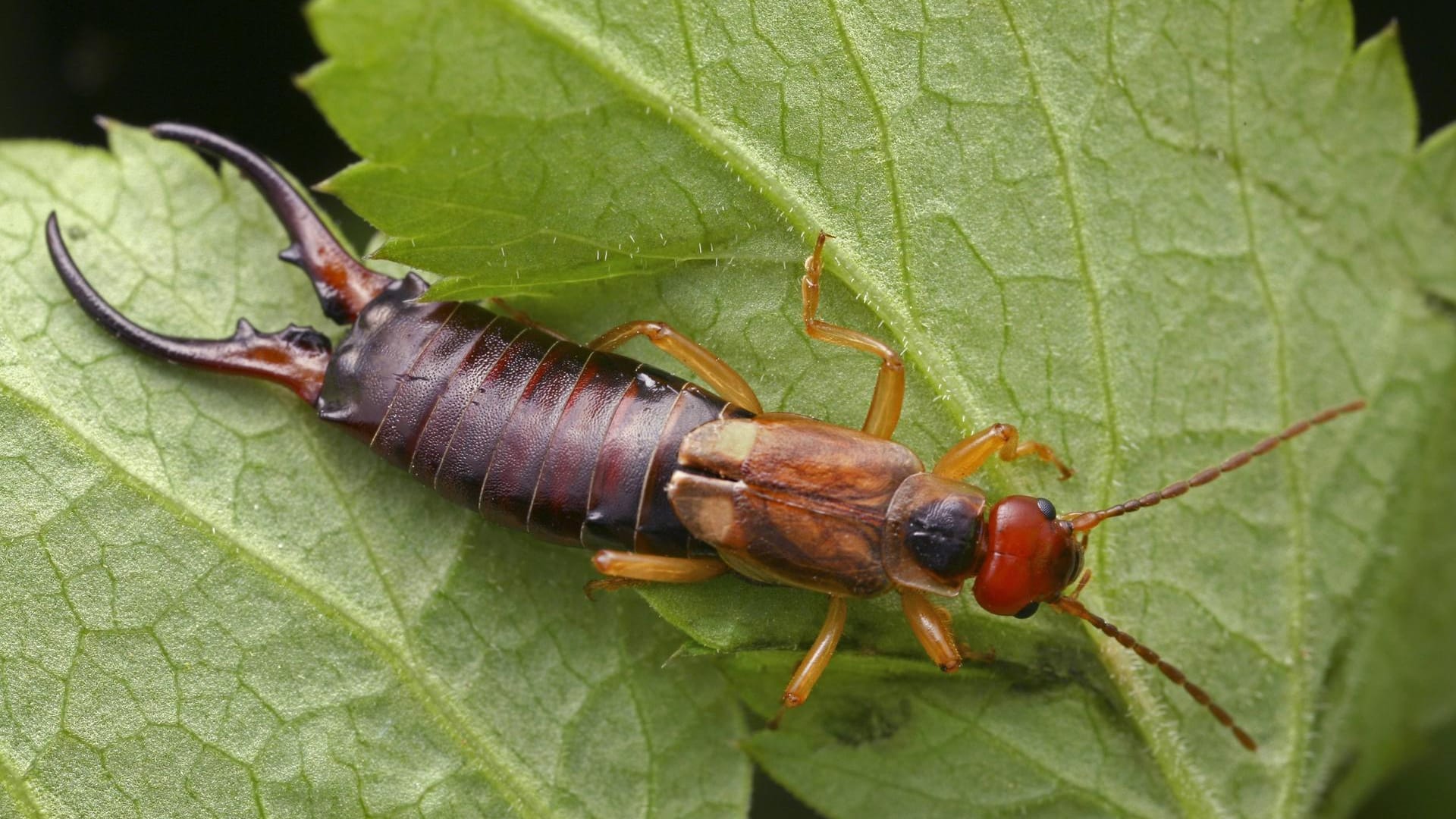 Gemeiner Ohrwurm (Forficula auricularia): Er frisst Blattläuse, aber auch Pflanzenteile.