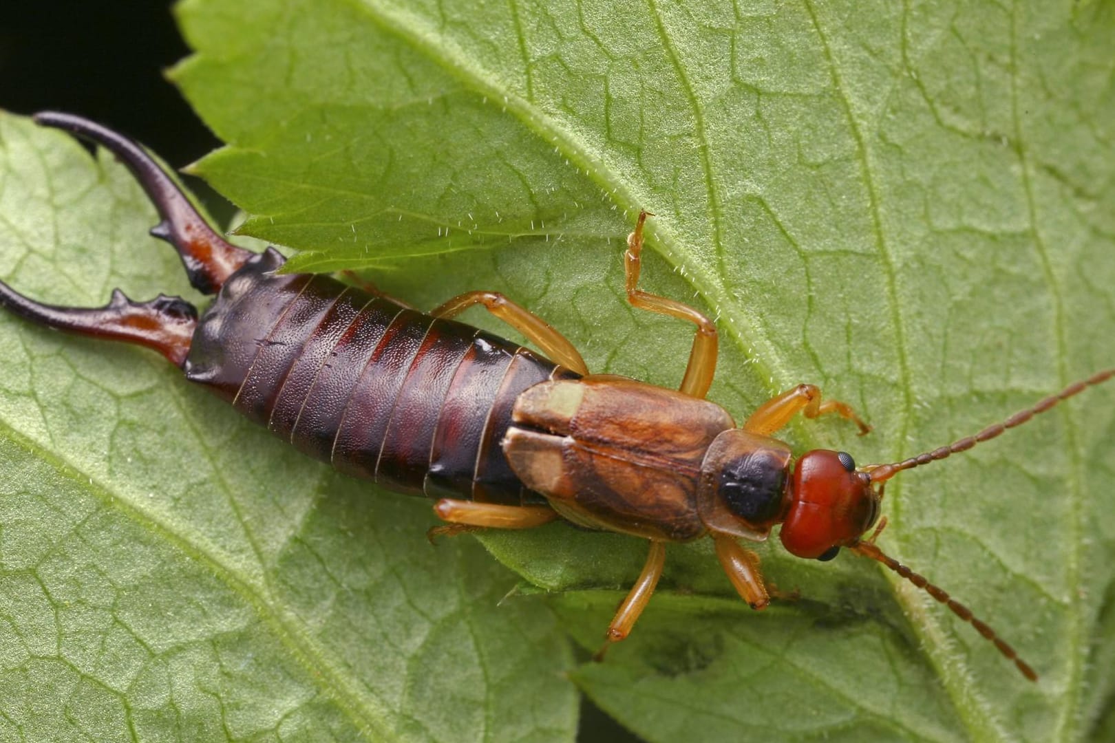 Gemeiner Ohrwurm (Forficula auricularia): Er frisst Blattläuse, aber auch Pflanzenteile.