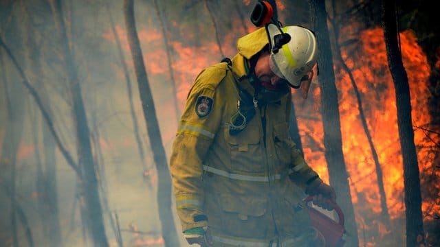 Wegen der Buschbrände hat Australiens Umwelt ein extrem schlimmes Jahr hinter sich.