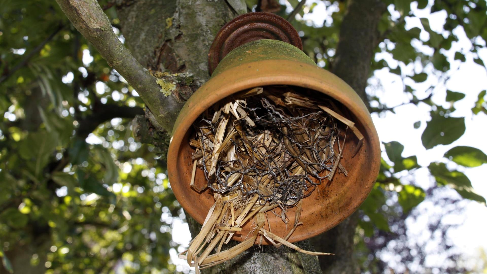 Ohrenkneiferhotel am Obstbaum: Die lichtscheuen Insekten verstecken sich darin. So sind sie leicht umzusiedeln.