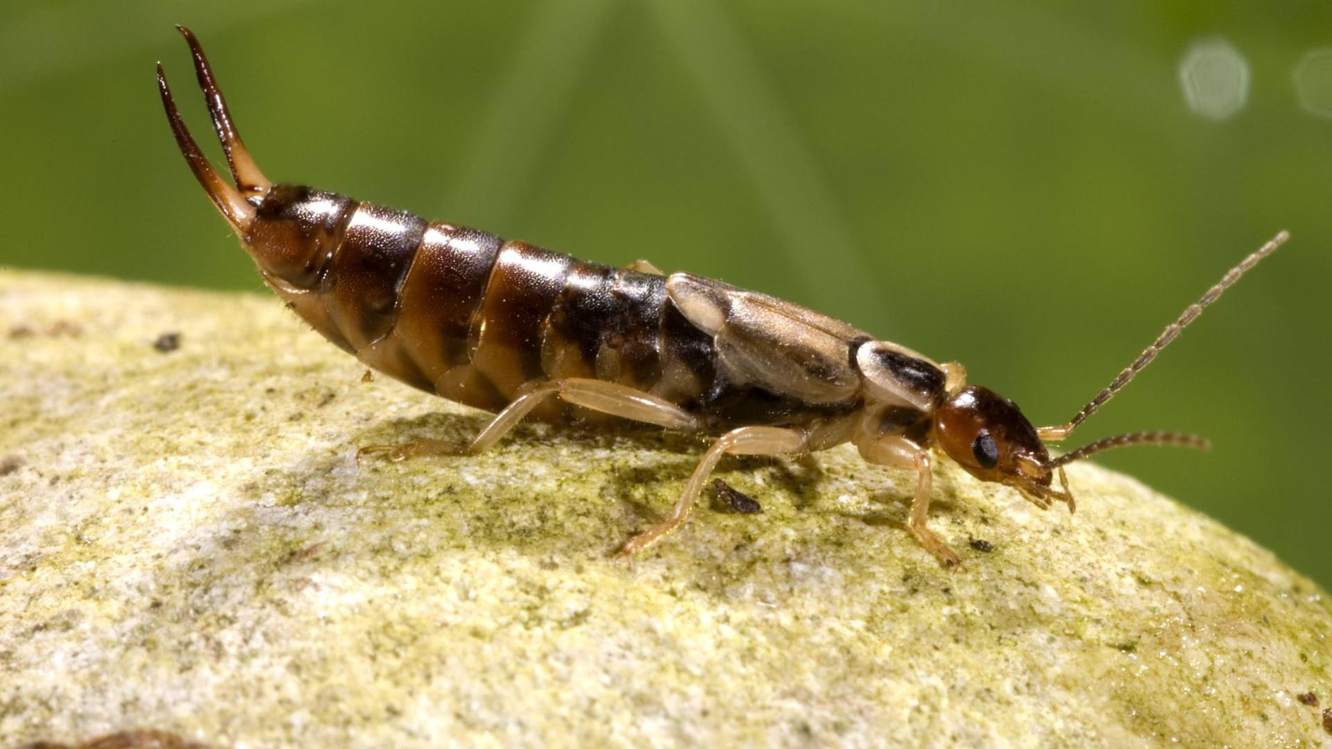 Gemeiner Ohrwurm (Forficula auricularia): Er sonnt sich auch gern einmal auf einem Stein.