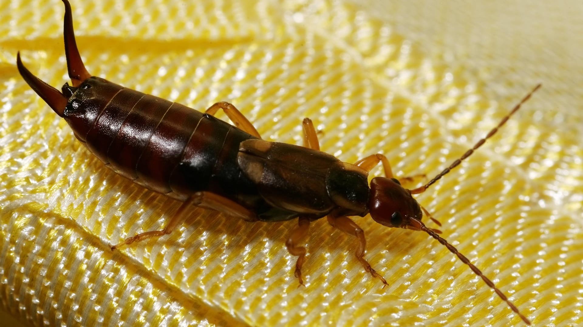 Gemeiner Ohrwurm (Forficula auricularia): Gern macht er es sich auch in Innenräumen bequem.