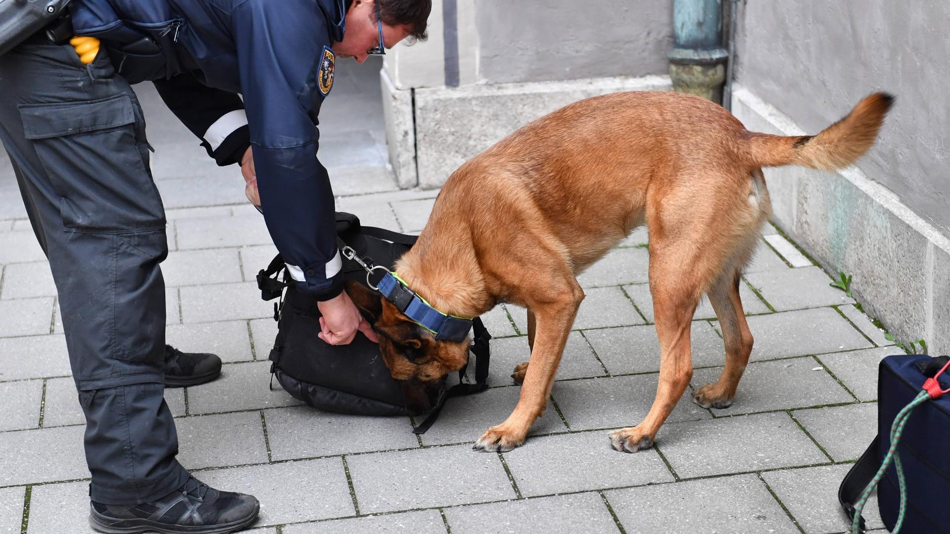 Ein Polizeihund bei der Arbeit schnüffelt an einer Tasche (Symbolbild): In Düsseldorf hat Diensthund Ace seinen Kollegen von der Polizei geholfen, einen flüchtigen Mann zu fassen. Ein Polizeihund bei der Arbeit schnüffelt an einer Tasche (Symbolbild): In Düsseldorf hat Diensthund Ace seinen Kollegen von der Polizei geholfen, einen flüchtigen Mann zu fassen.