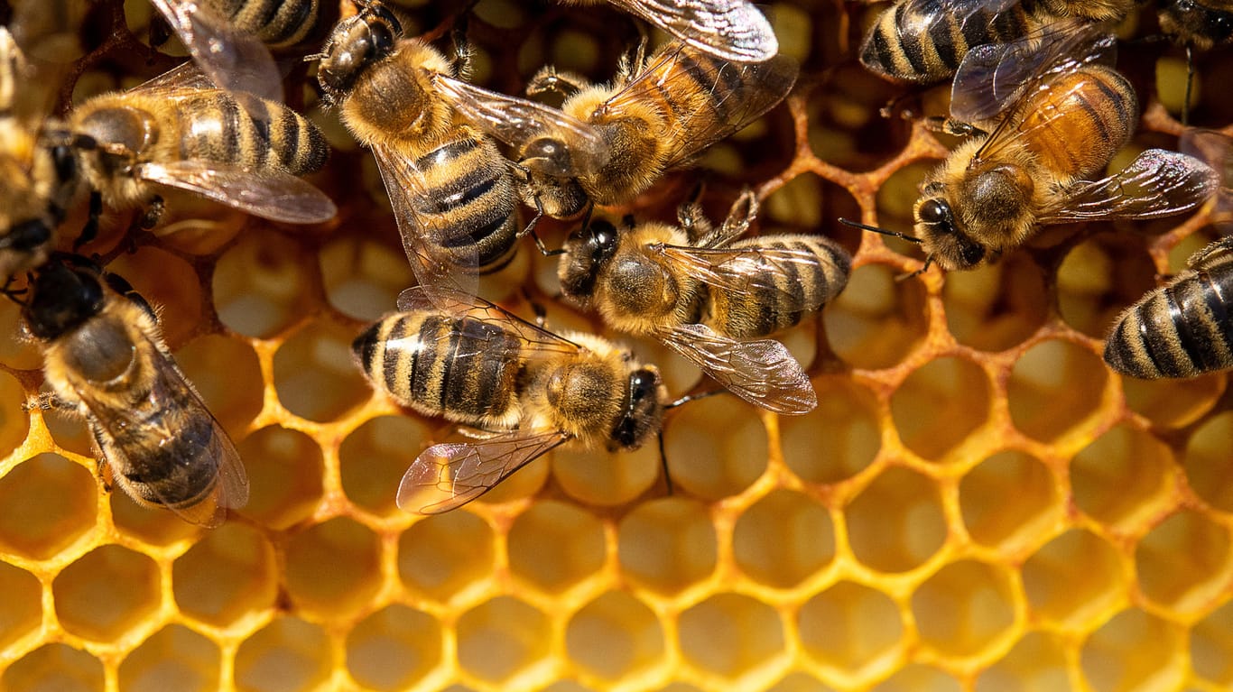 Honigbienen sitzen auf einer Wabe: Kritiker befürchten, dass 5G-Strahlung Bienen schadet.